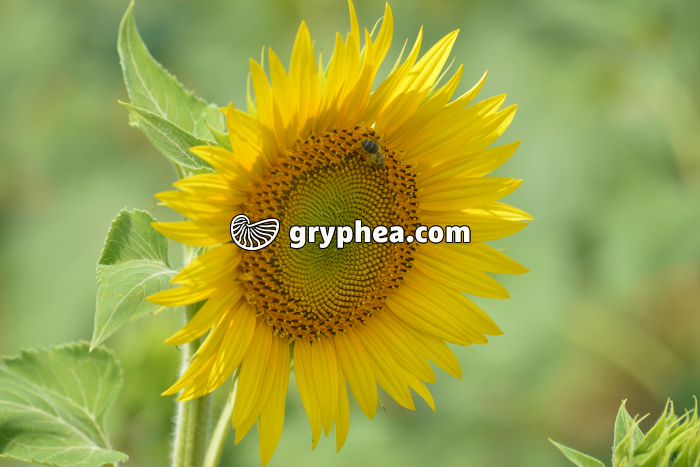Fleur de Tournesol avec abeille (insecte pollinisateur) - gryphea.org